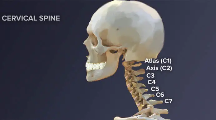 What Happens When C7 Cervical Vertebrae is Damaged?